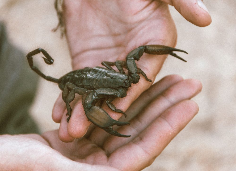 lala-lodge-wildlife-scorpion-03