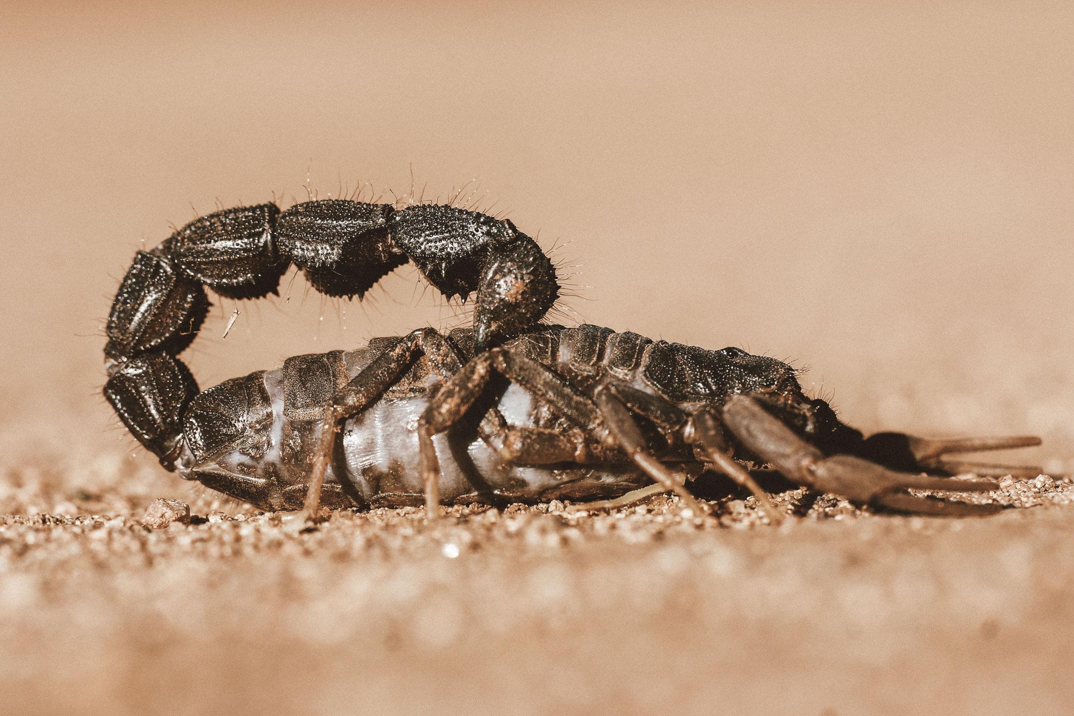 lala-lodge-wildlife-scorpion-05-q-leon-pauleikhoff