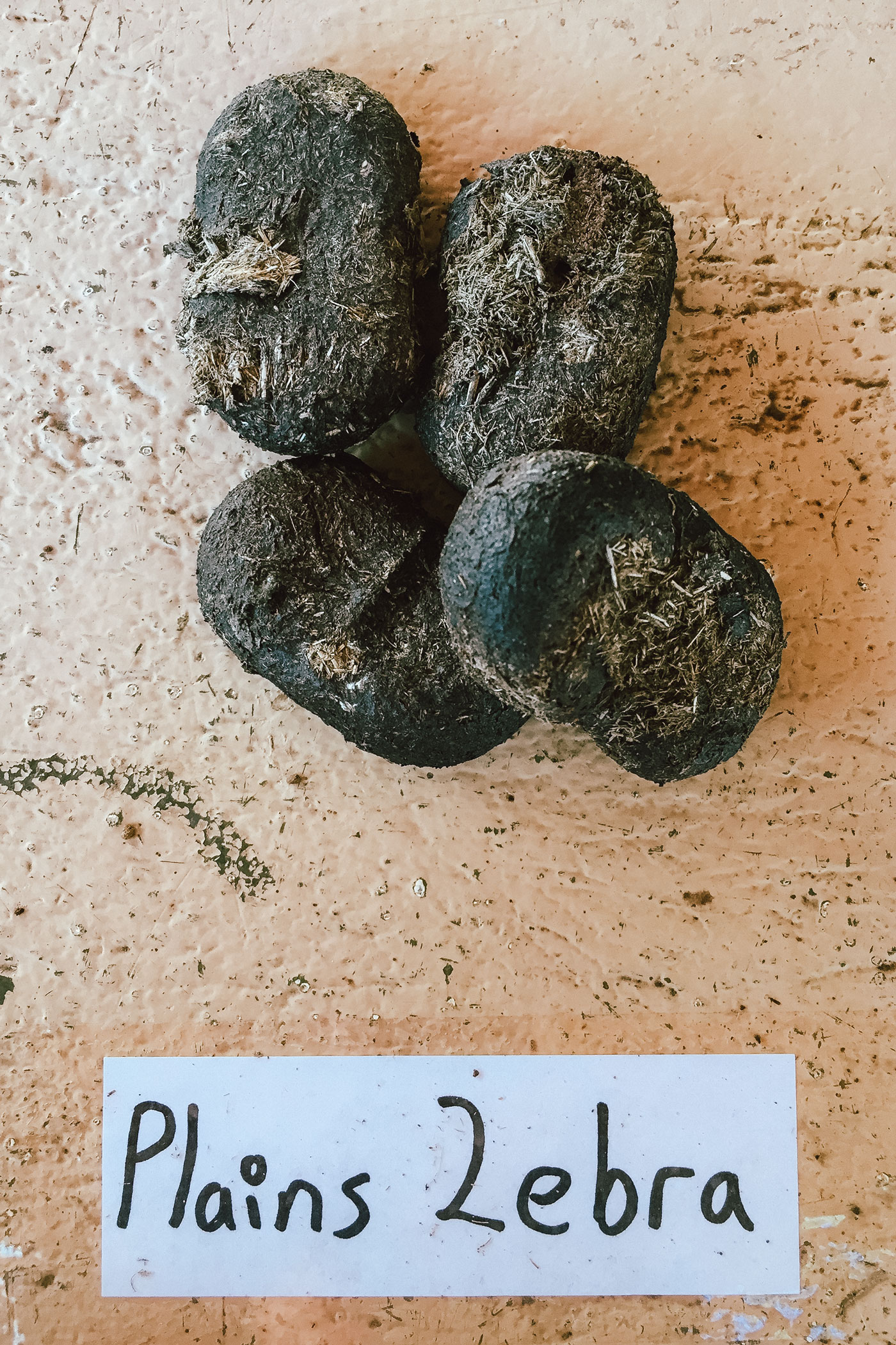 lala-lodge-blog-selati-nqf2-19