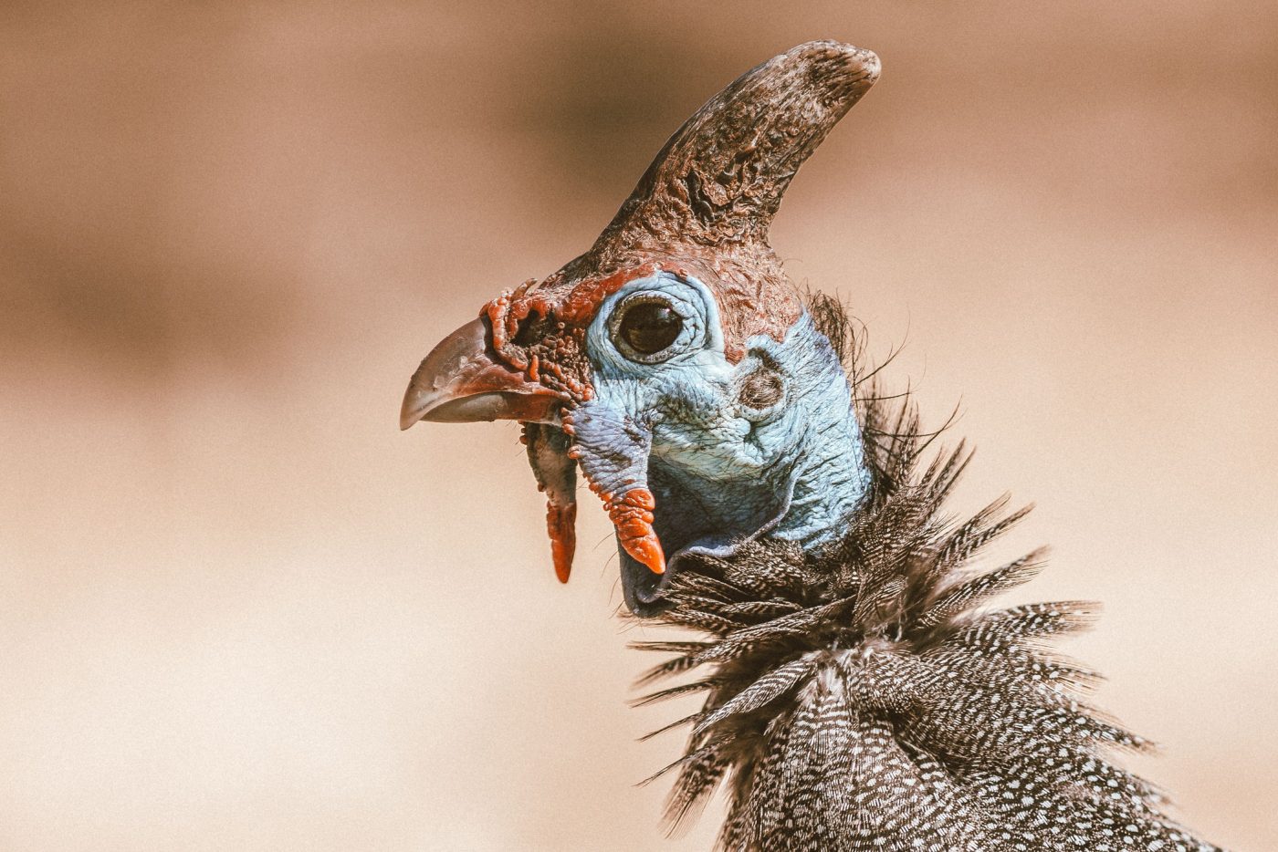 lala-lodge-wildlife-guineafowl-02
