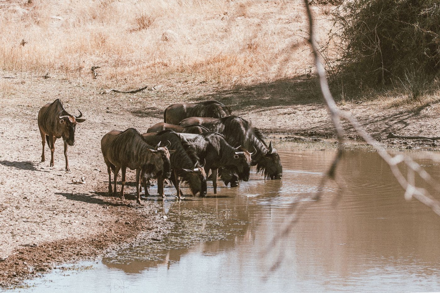 lala-lodge-bovids-wildebeest-01