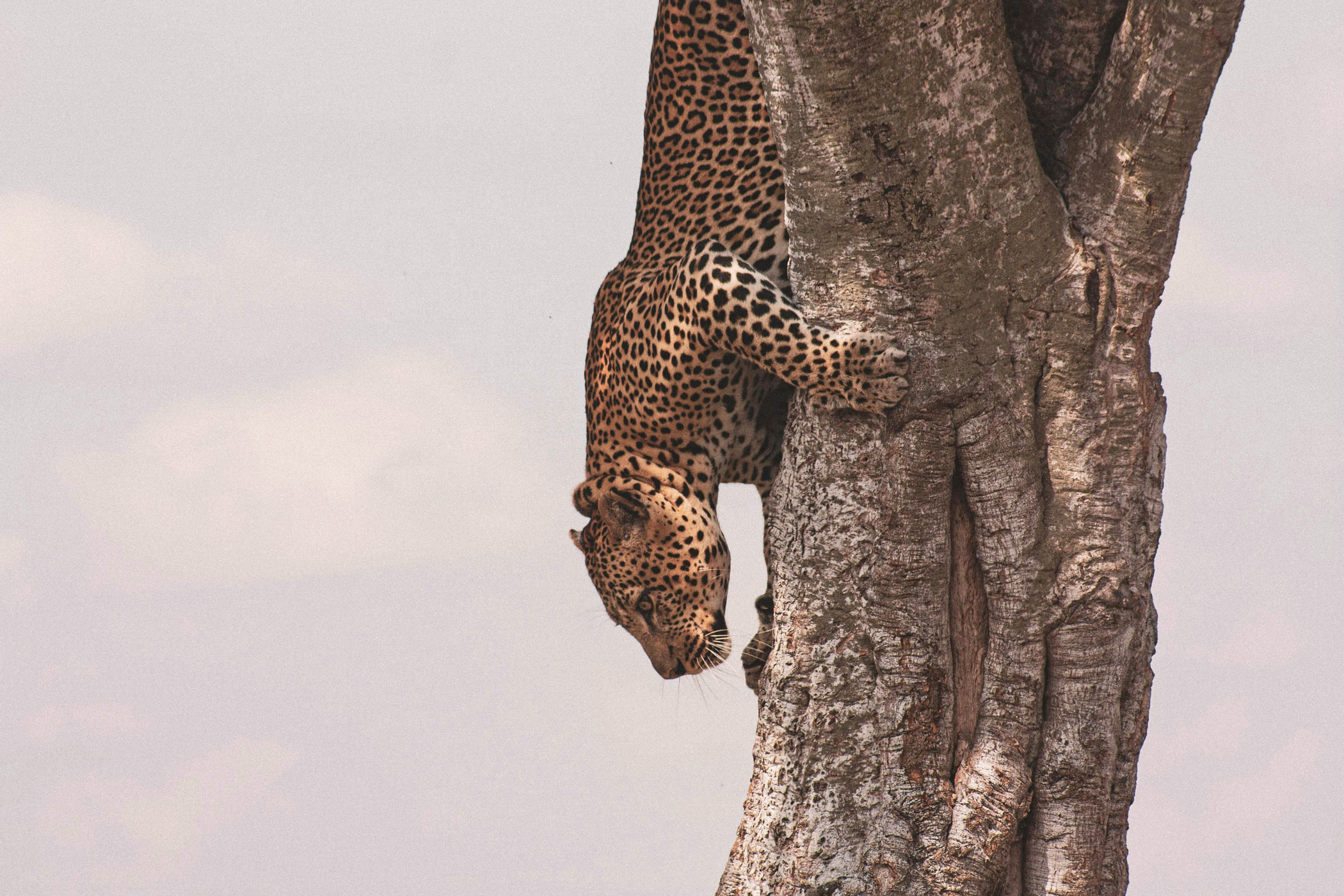 lala-lodge-wildlife-04-q-karl-paul-baldacchino