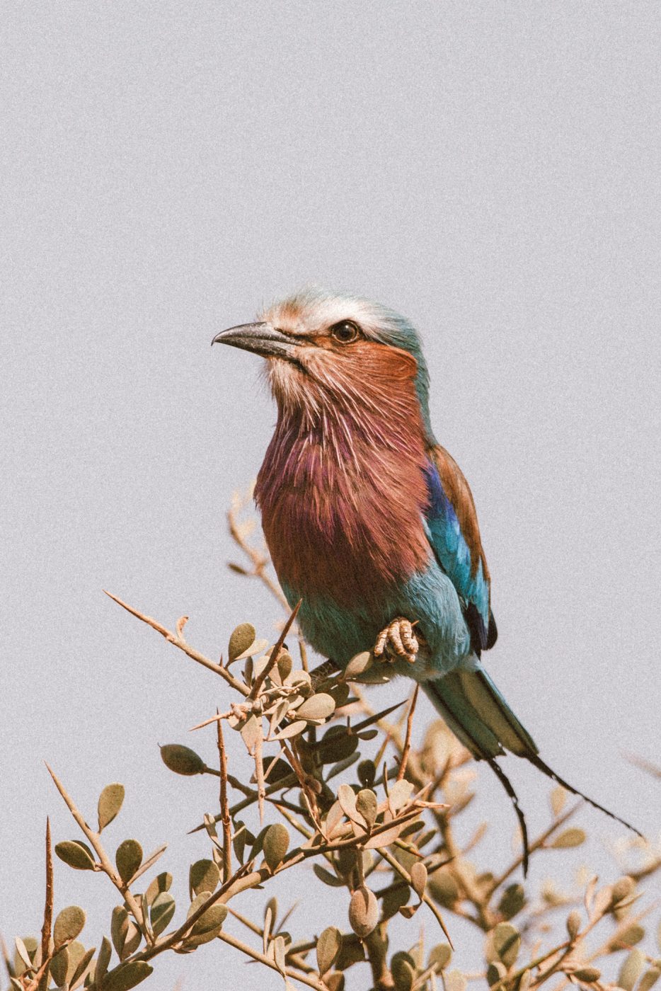lala-lodge-activities-birding-07