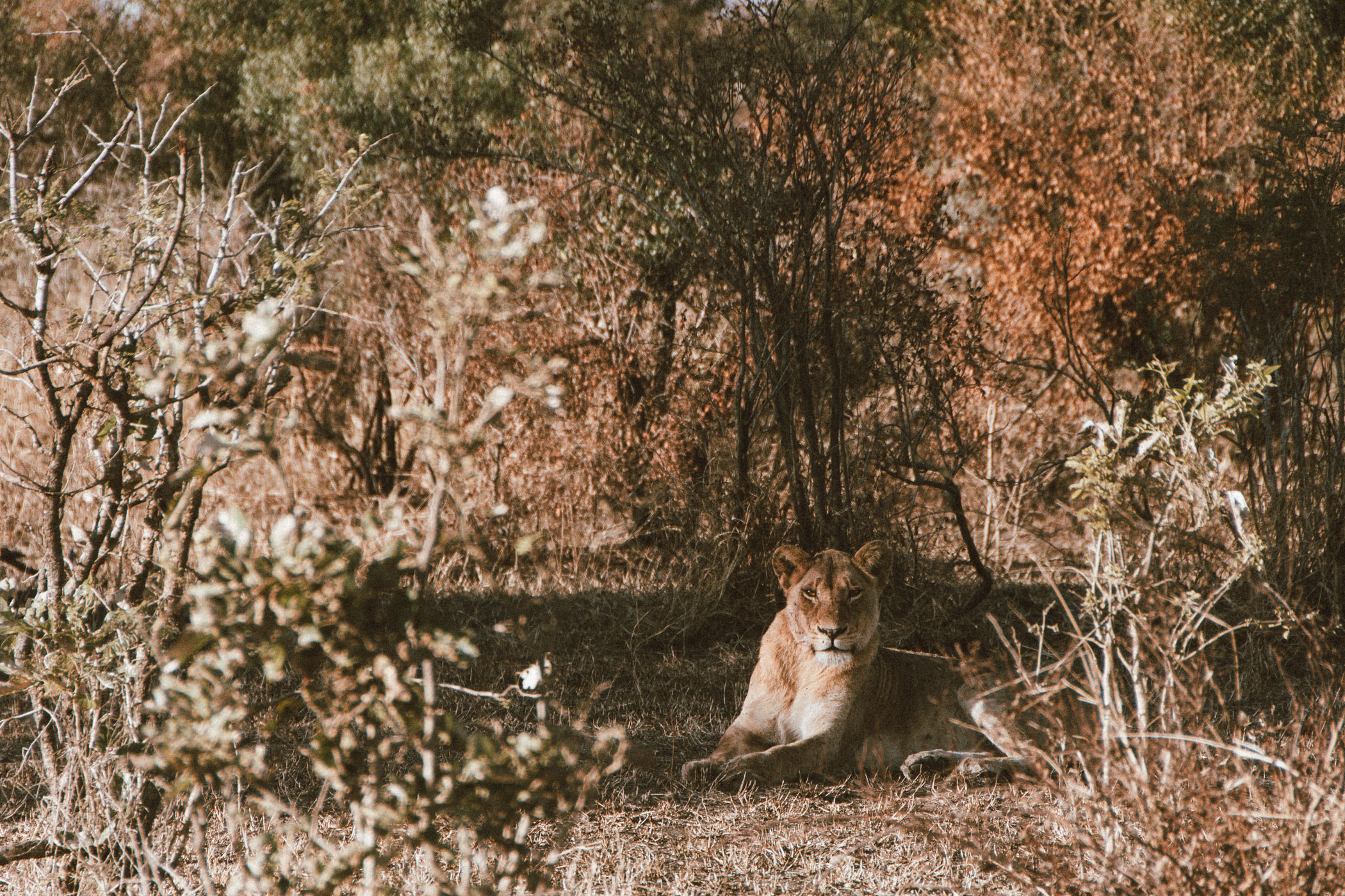 lala-lodge-activities-kruger-01
