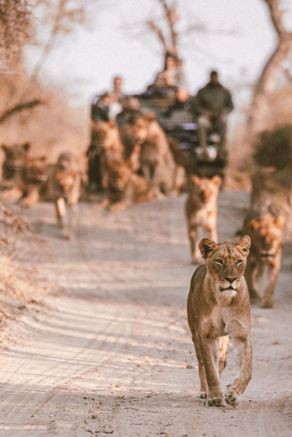 lala-lodge-activities-game-drives-05