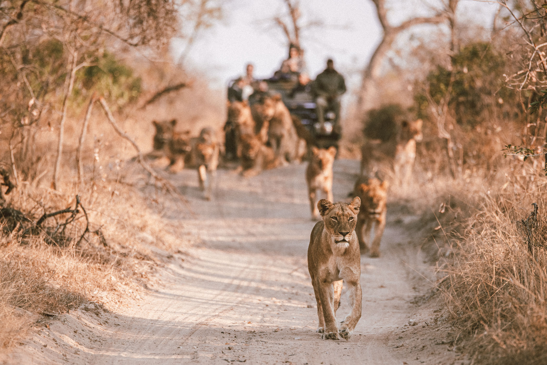 lala-lodge-activities-game-drives-05