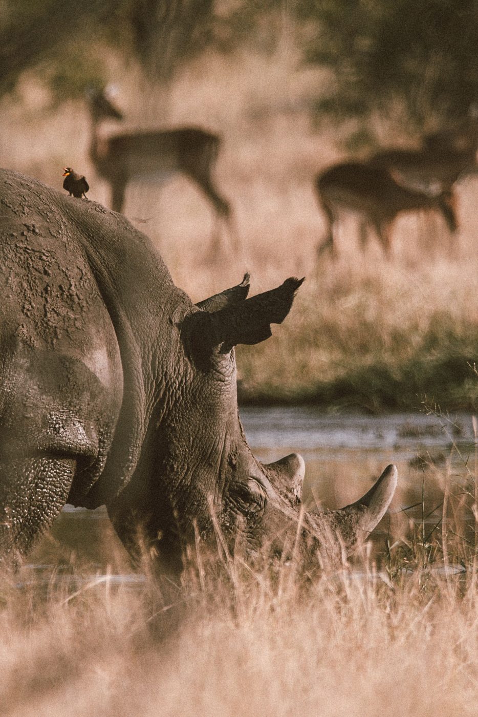 lala-lodge-wildlife-08