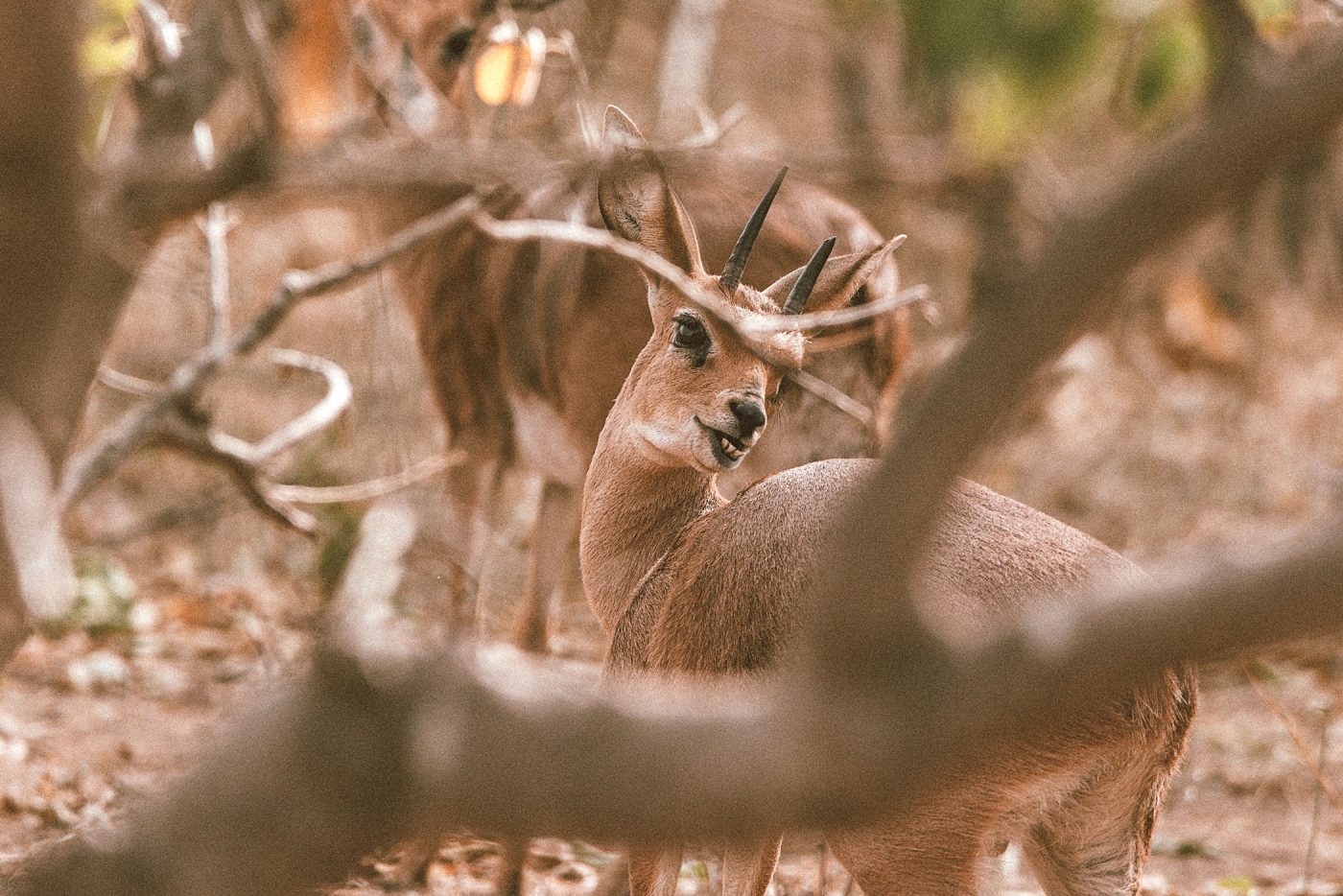 lala-lodge-bovids-steenbok-01