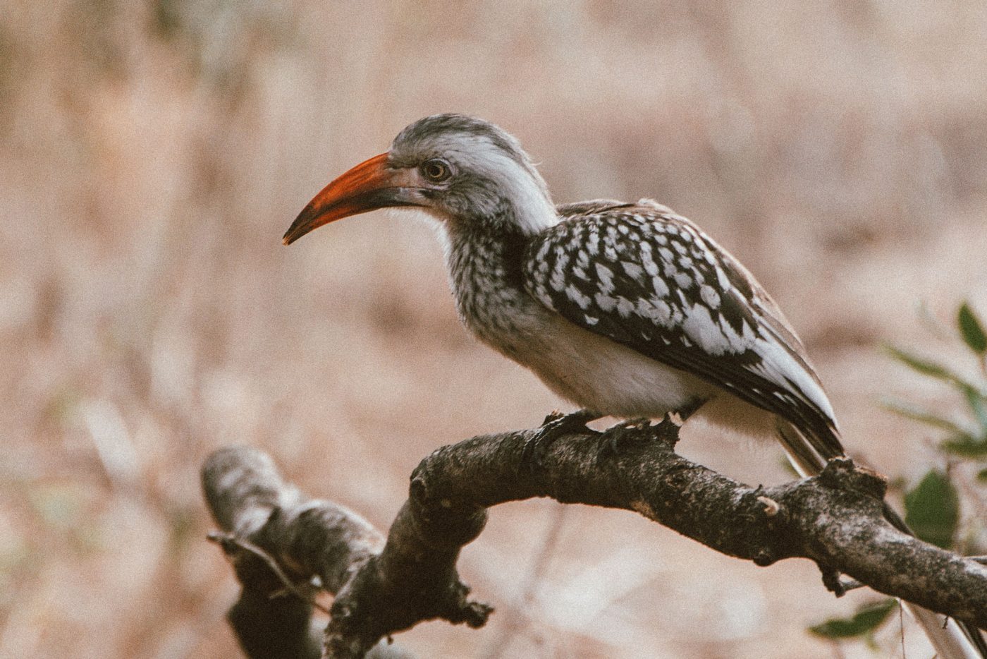 lala-lodge-level1-makuleke-11