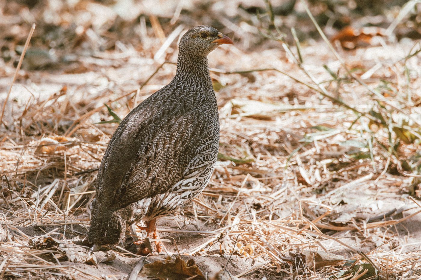 lala-lodge-wildlife-birds-01
