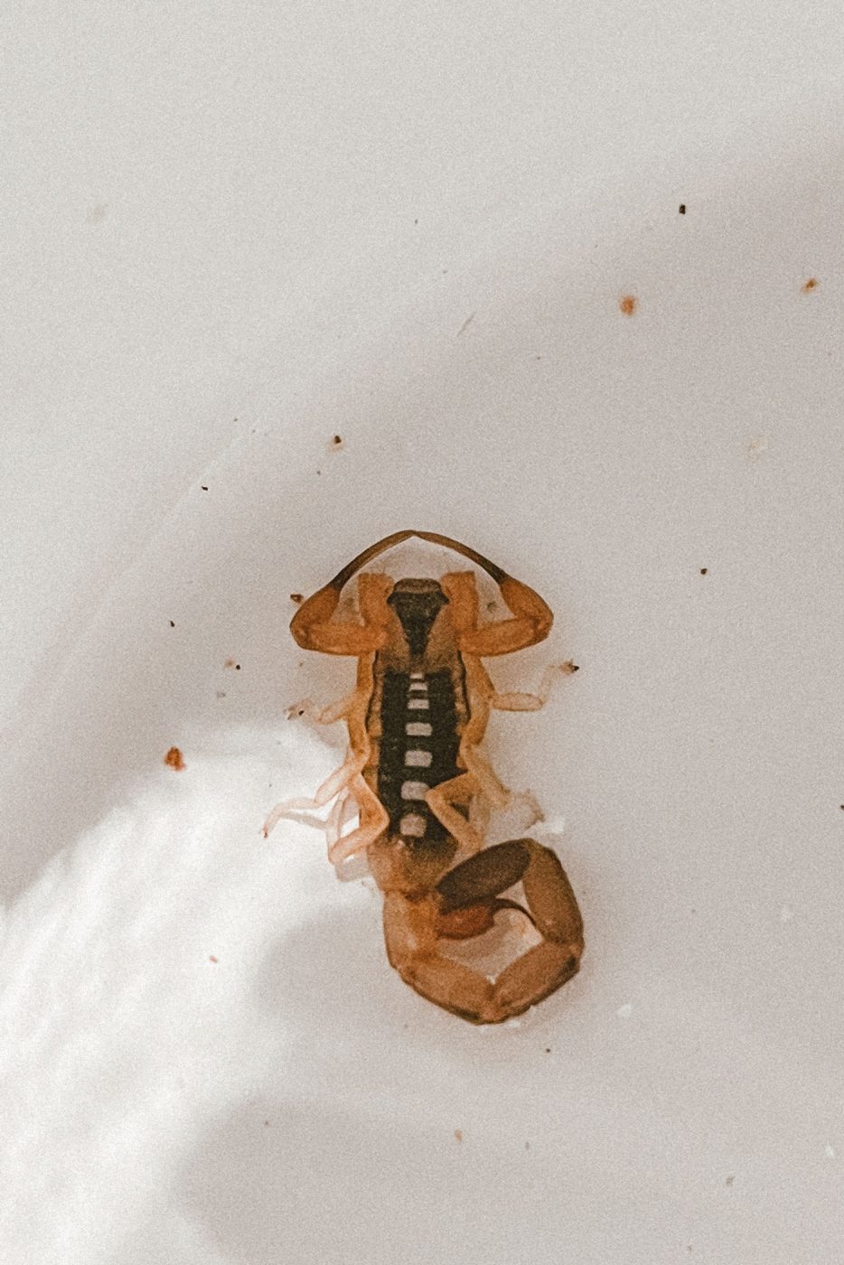 lala-lodge-wildlife-scorpion-01
