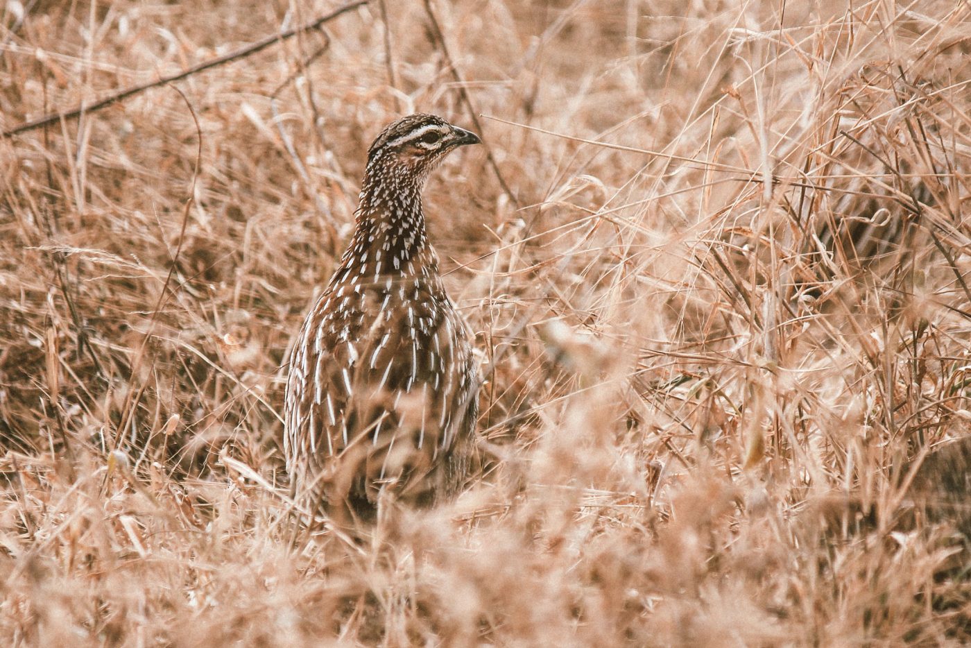 lala-lodge-wildlife-birds-francolin-01