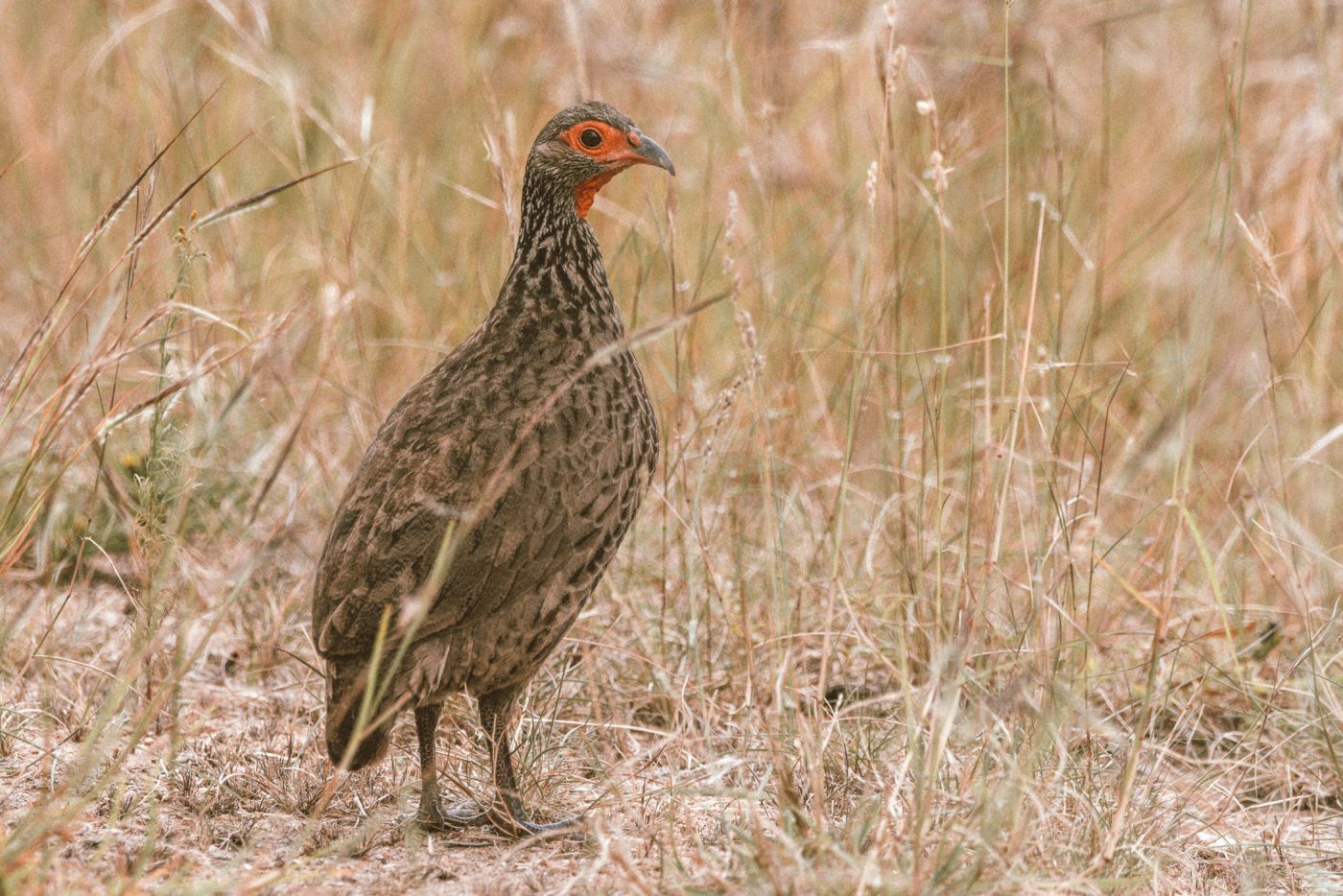lala-lodge-wildlife-birds-spurfowl-02
