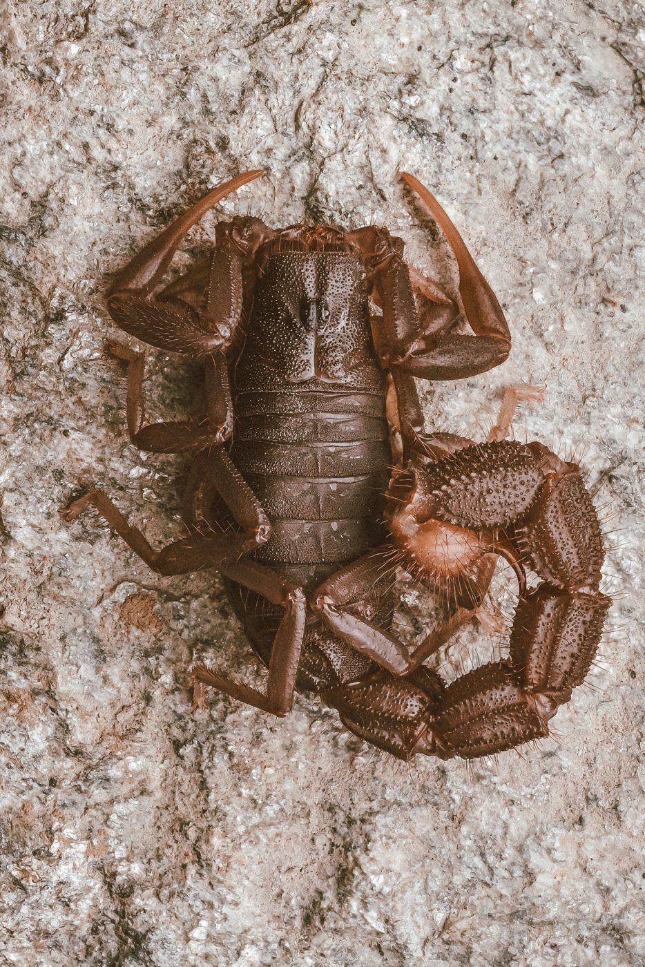 lala-lodge-wildlife-scorpion-04-q-richardmcjimsey